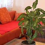 Casa Botanica * Blagaj