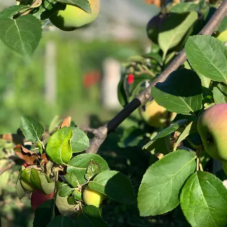 Casa Botanica * Благай