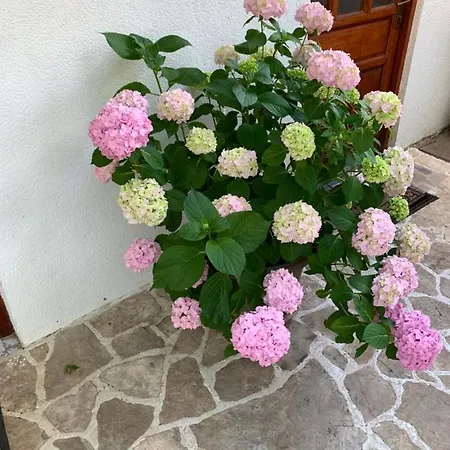 Casa Botanica Дом отдыха Благай